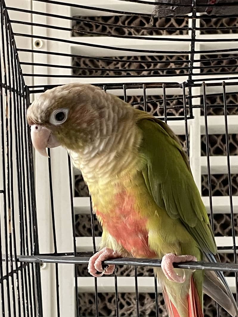 Green Cheeck Conure 2