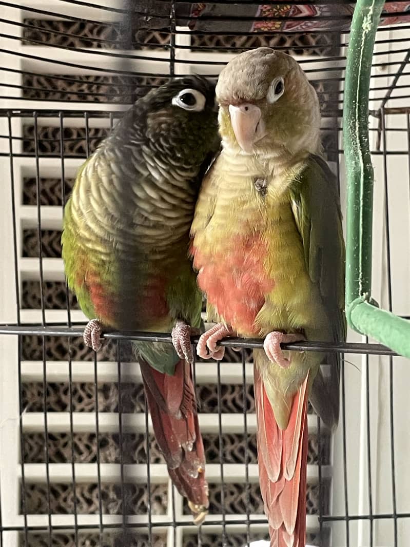 Green Cheeck Conure 3