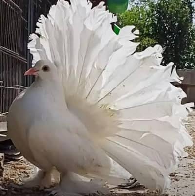 Pure American Lucky Breeder Pair 10,000
