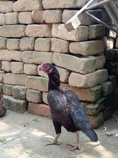 aseel madia black muski