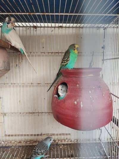 budgies breeder pair