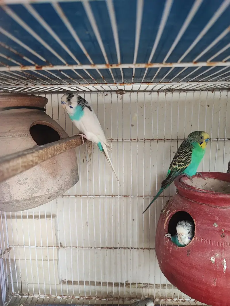 budgies breeder pair — photo 2