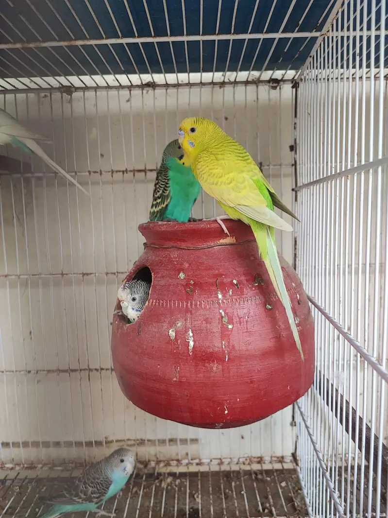 budgies breeder pair — photo 3