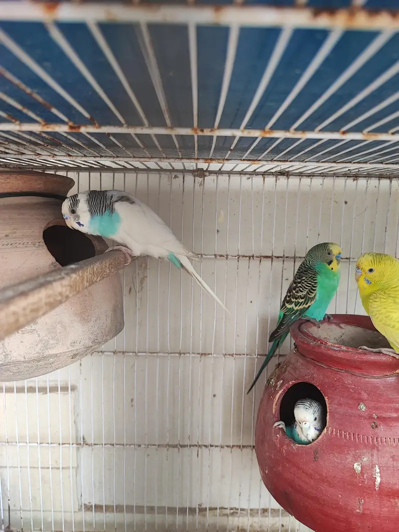 budgies breeder pair — photo 4