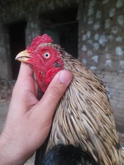 aseel  male breeder and shamo available 03141439675