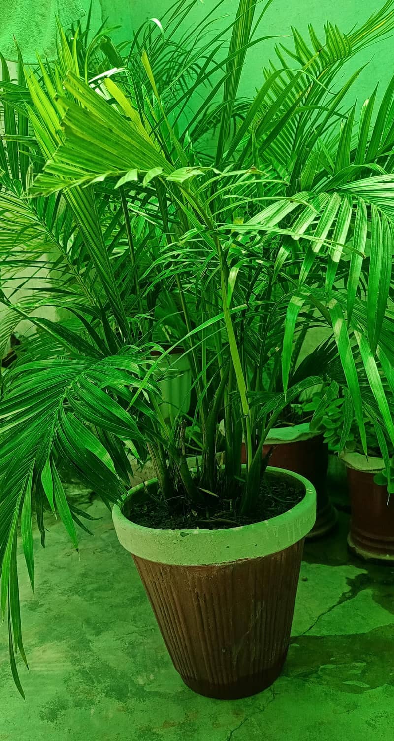 Plants with pots 6