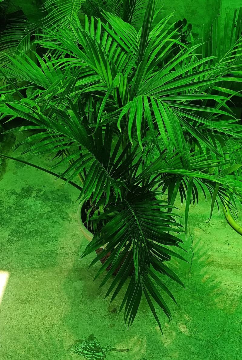 Plants with pots 7