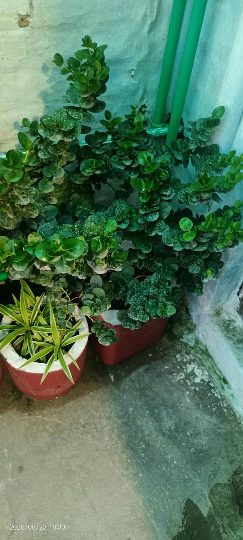 Plants with pots 8