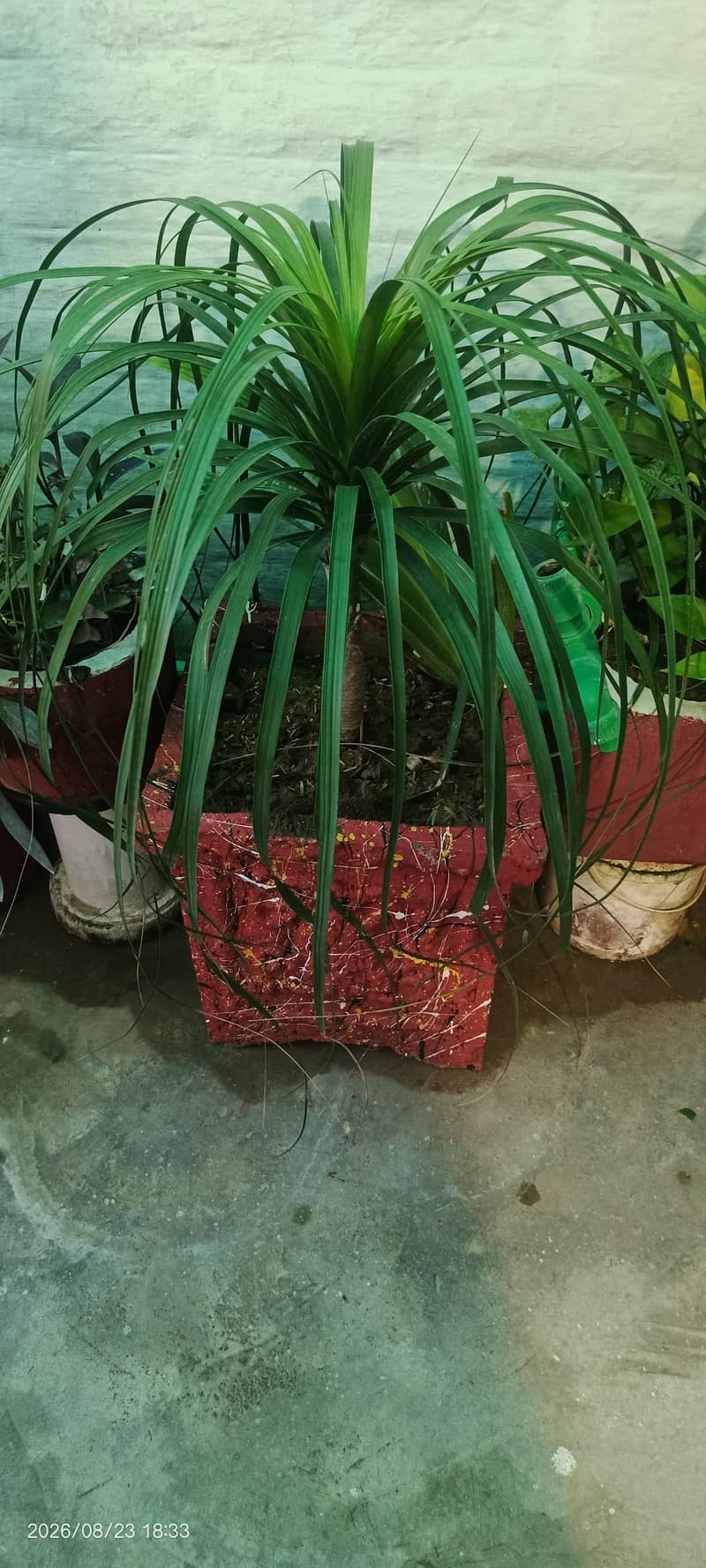 Plants with pots 0