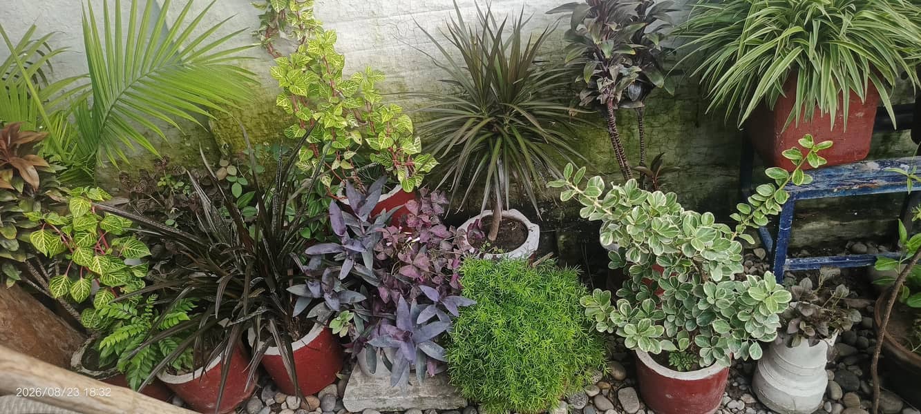 Plants with pots 10
