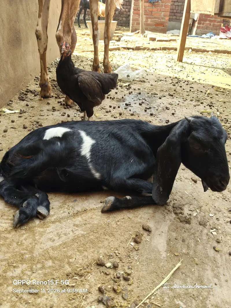 1 bakri  or 1 kid — photo 7