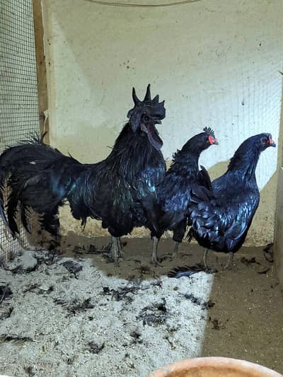 ayam cemani sale in lahore