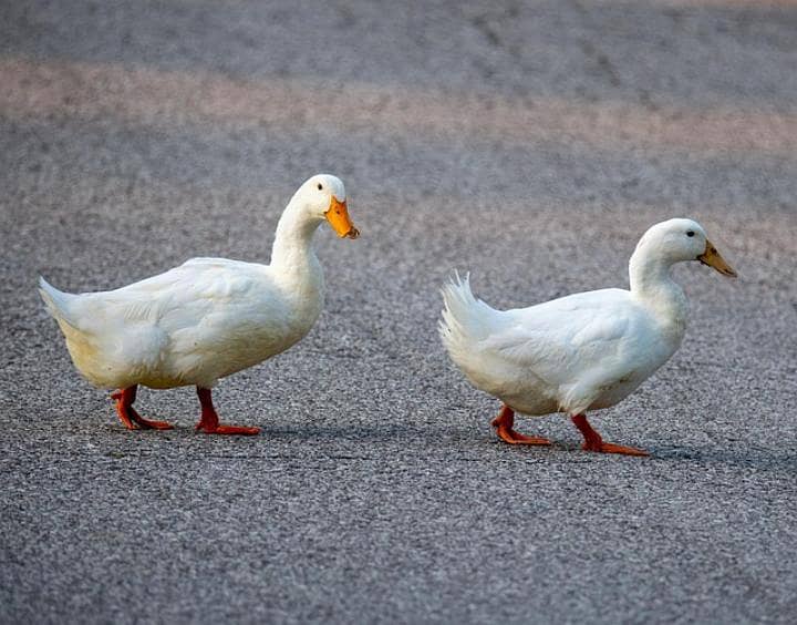 Young pair duck delivery free 0
