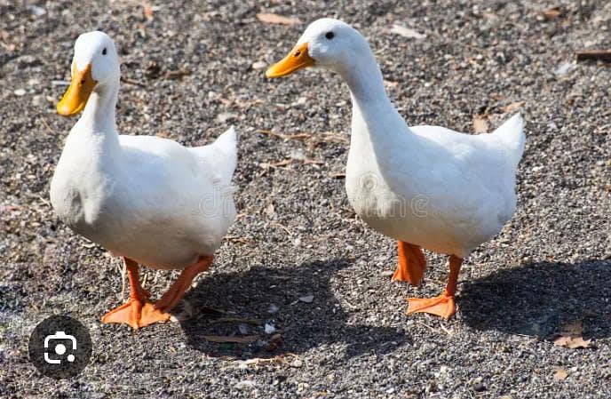 Young pair duck delivery free 1