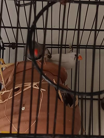 zebra finch for sale