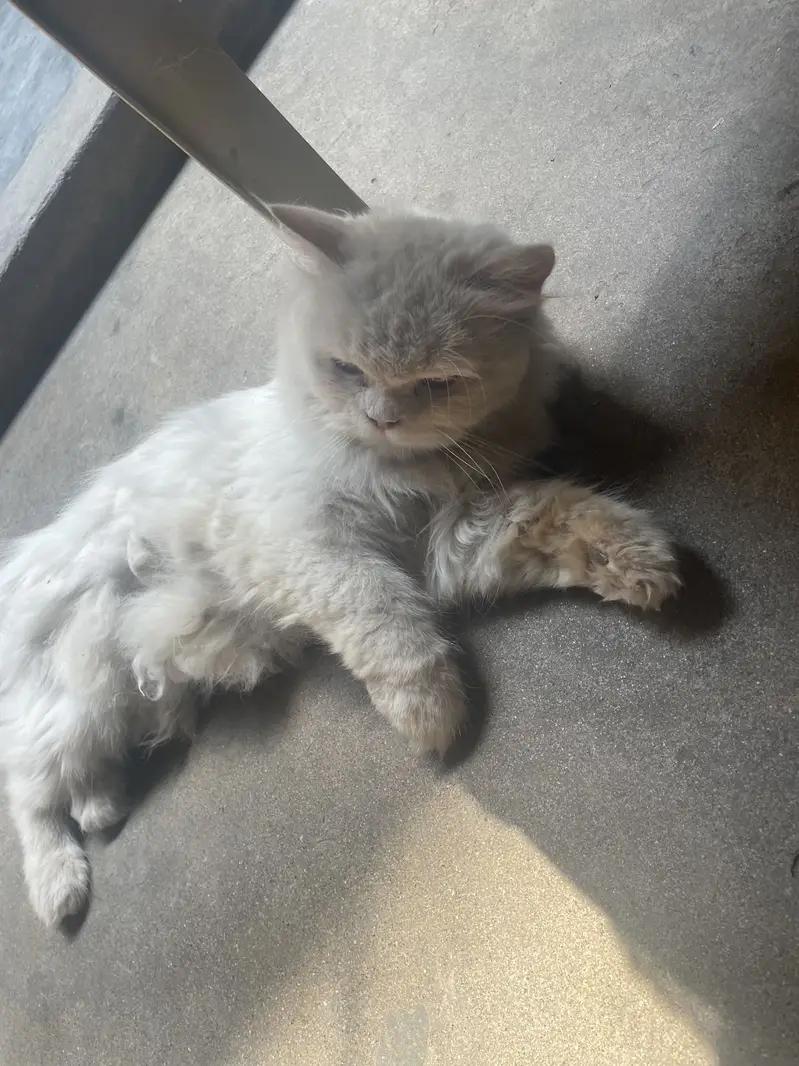 Persian cat — photo 5