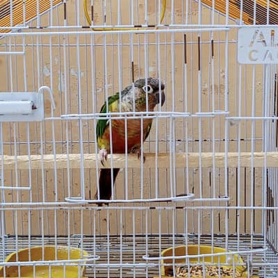 Green cheeked conure with cage