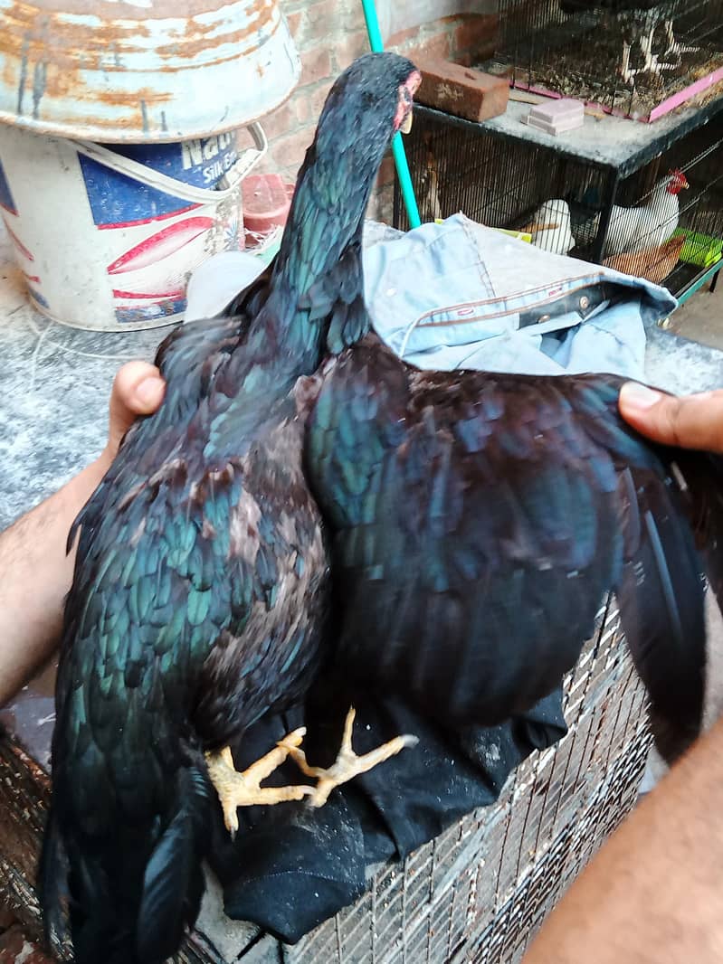 Barama & buff chicks. 7