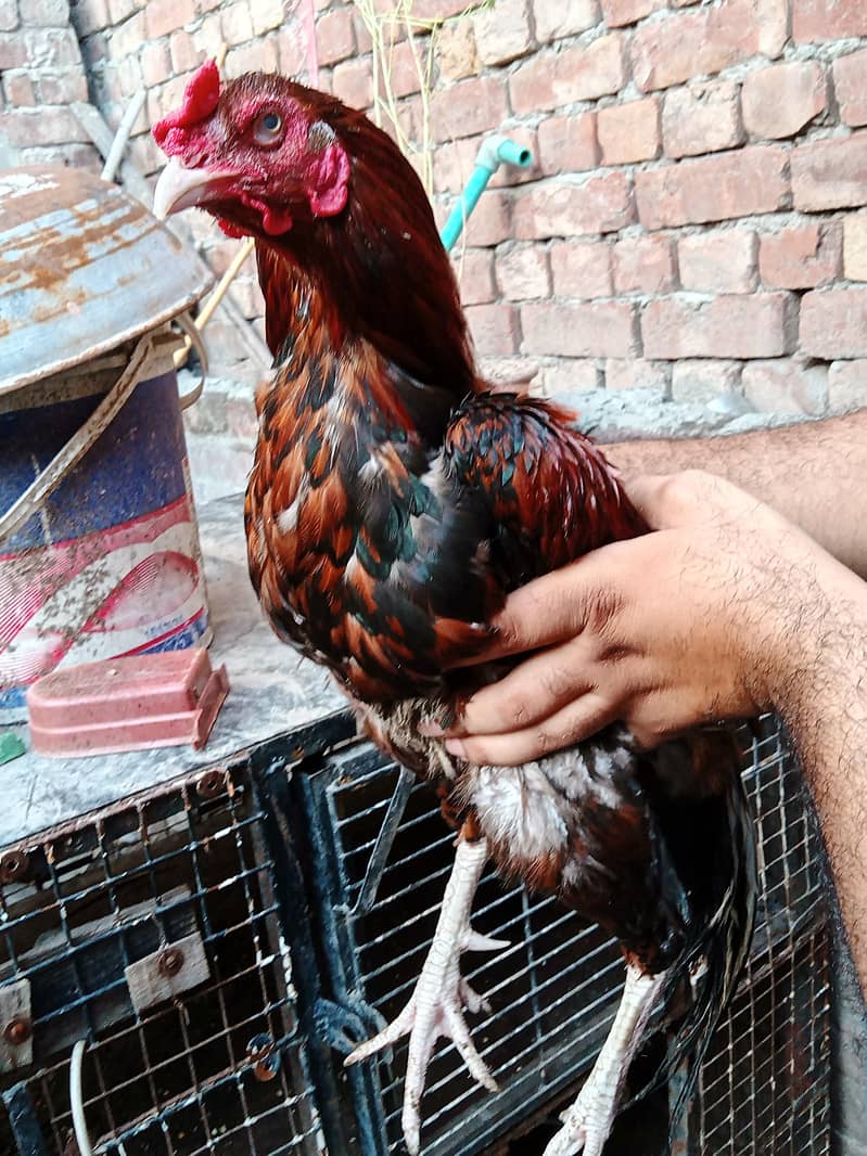 Barama & buff chicks. 9