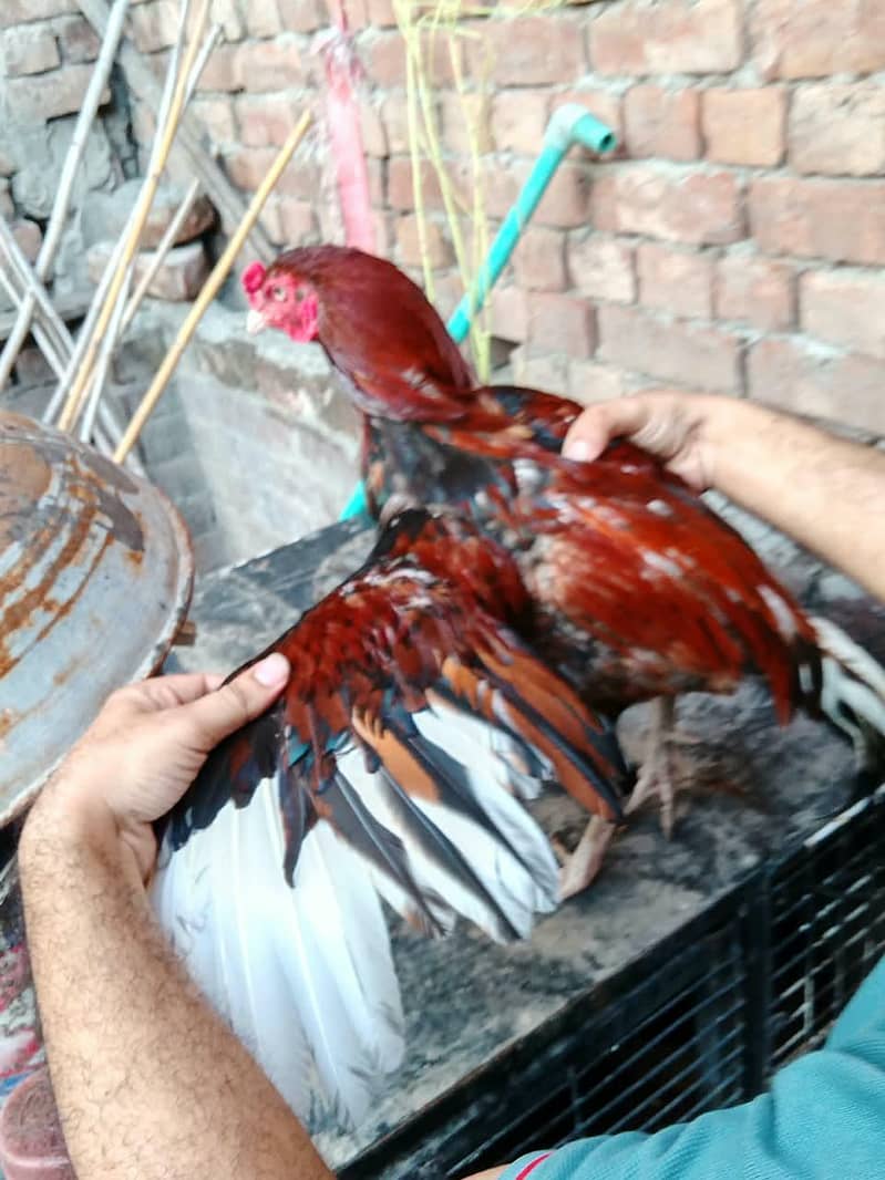 Barama & buff chicks. 17