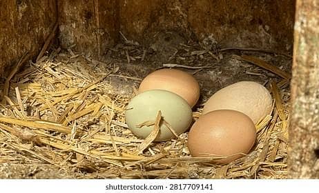 hen egg for sale Hera Han egg avalable muski hen egg avalable miawalii