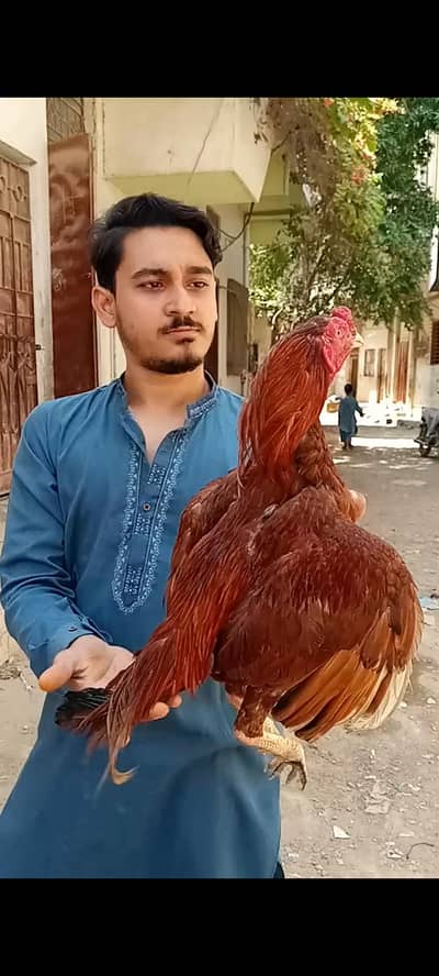 pure mainwali murgha for sale