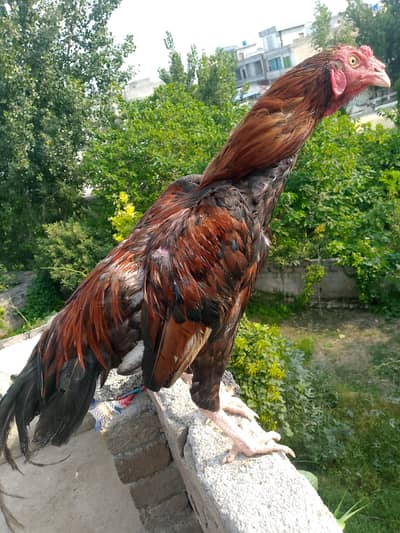 لاکھا مرغا