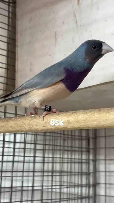Blue Goldian grey head male available for sale