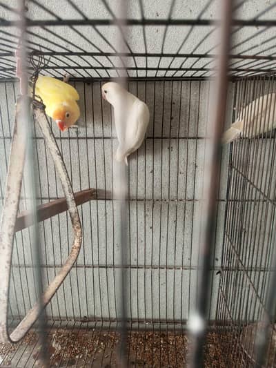 love birds