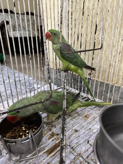 Raw parrot beautiful pair