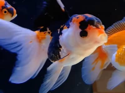 Fish (Free Home Delivery) | 30 + types of fishes are available