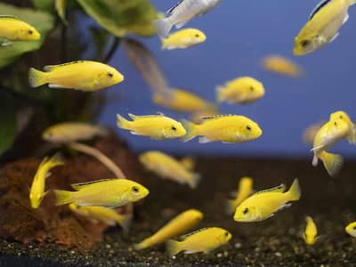 Fish (Free Home Delivery) | 30 + types of fishes are available