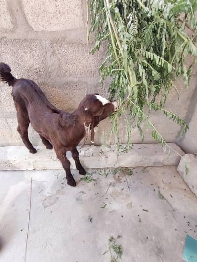 BAKRAA FOR SALE. . .