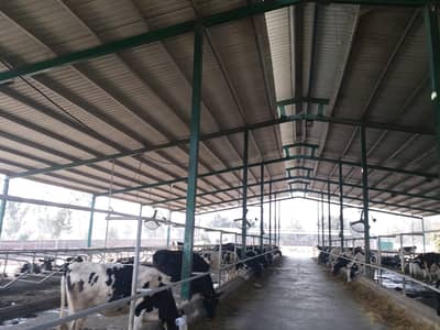 Dairy Farm Sheds / Warehouse Sheds / Industrial Sheds/ sheds