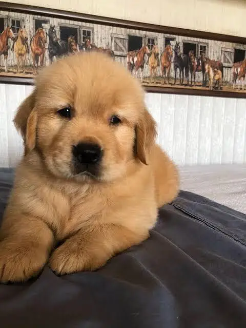 Top quality Golden retriever puppies available for sale