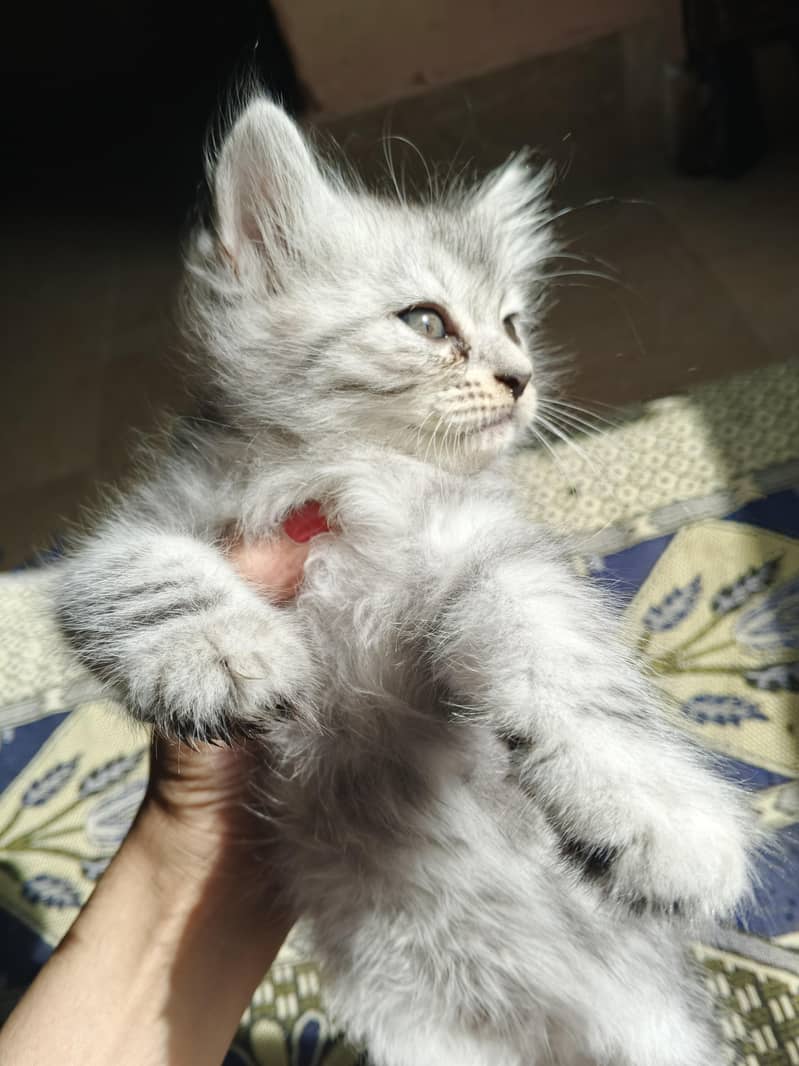 kitten 7