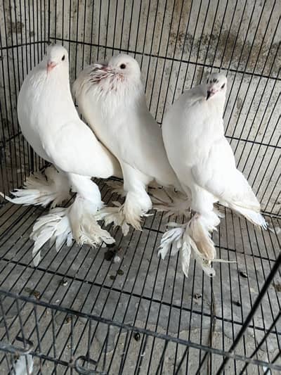 Fancy Breeder Pairs For Sale