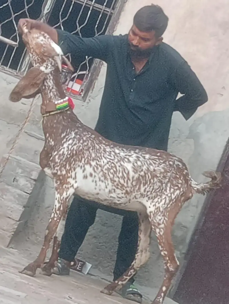 Makhi cheeni Gabn path sale — photo 4