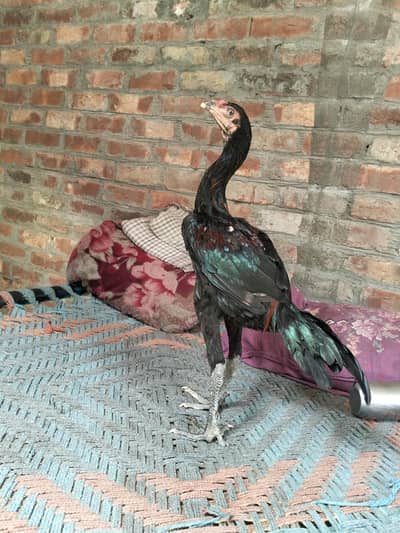 ptha  sale walaiti bird 03204662945 Whatsapp only