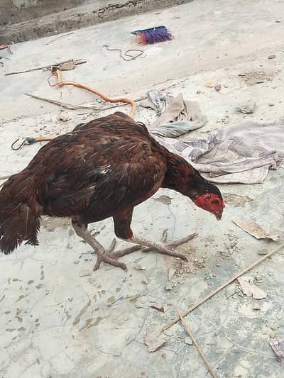 2 female for sale 0307 9646724 wastapp
