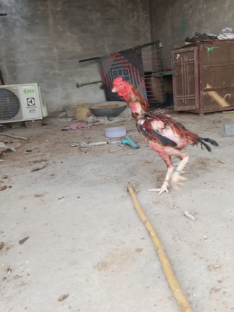 Aseel male and 2 female for sale 0307 9646724 wastapp — photo 11