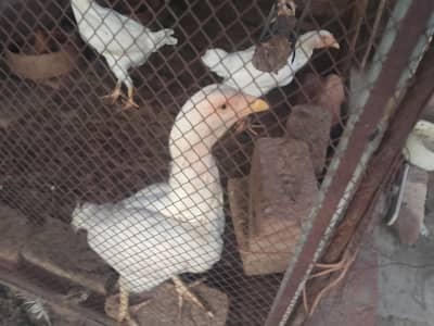 Paper white young aseel heera pathia