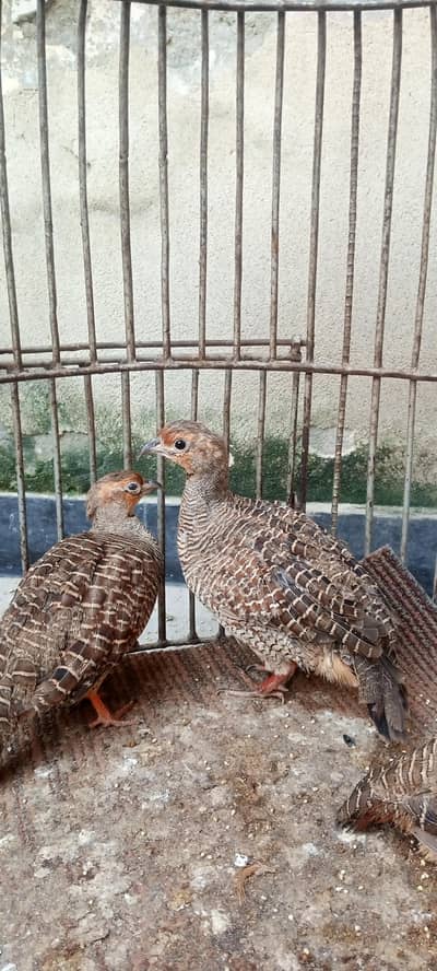 1 male and 2 female