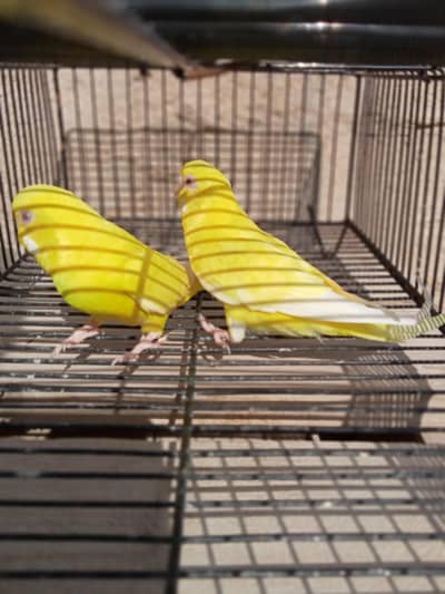 2 breeder pair
