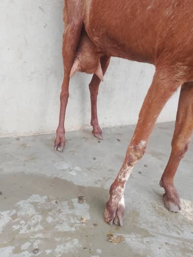 Beautiful Beetal/Gulabi Goat Kid – Healthy, Attractive & Long Ears