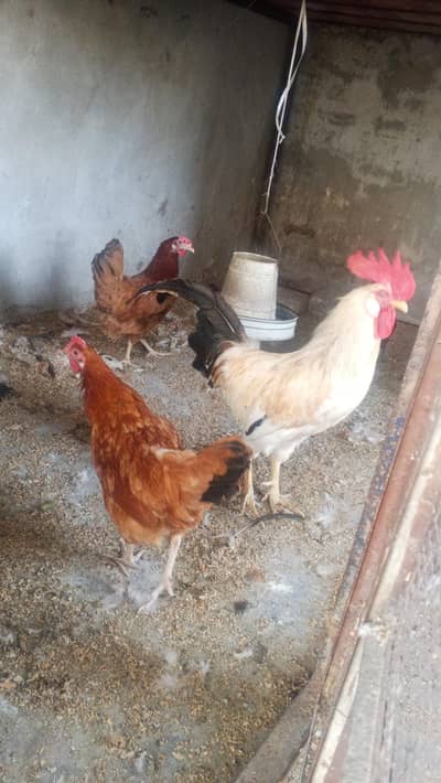 Desi cock