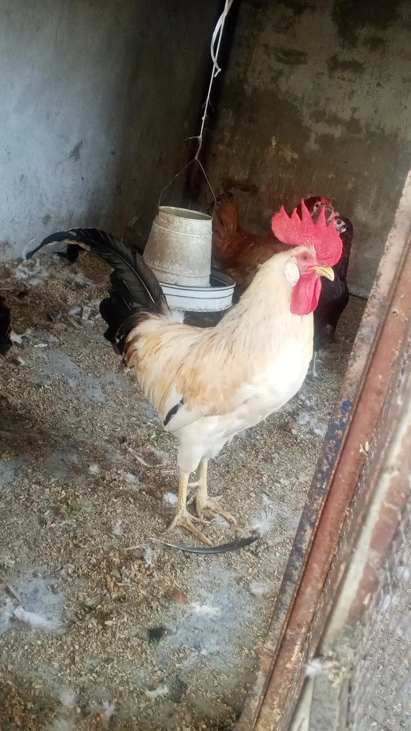 Desi cock — photo 2