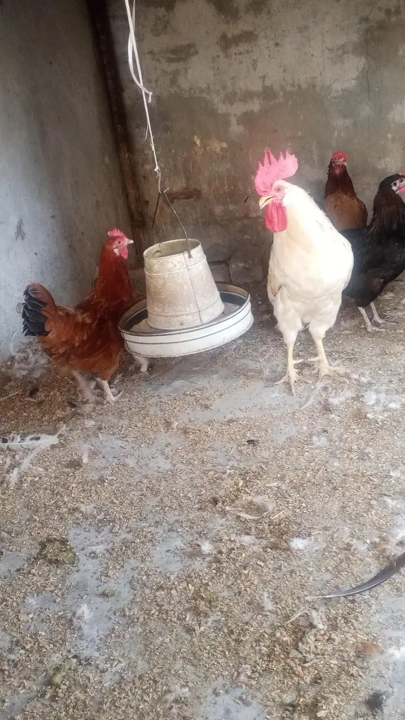 Desi cock — photo 3