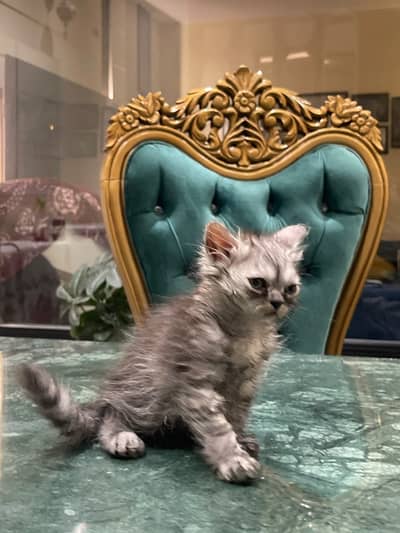 Cute & Beautiful Long Hair Kitten – Healthy & Active