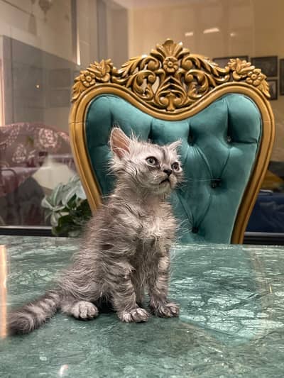 Cute & Beautiful Long Hair Kitten – Healthy & Active